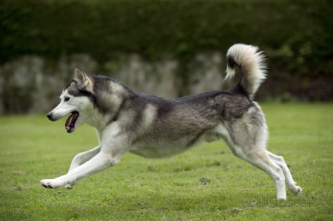 siberian-husky-running-through-garden