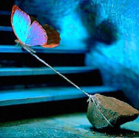 butterfly tied to rock